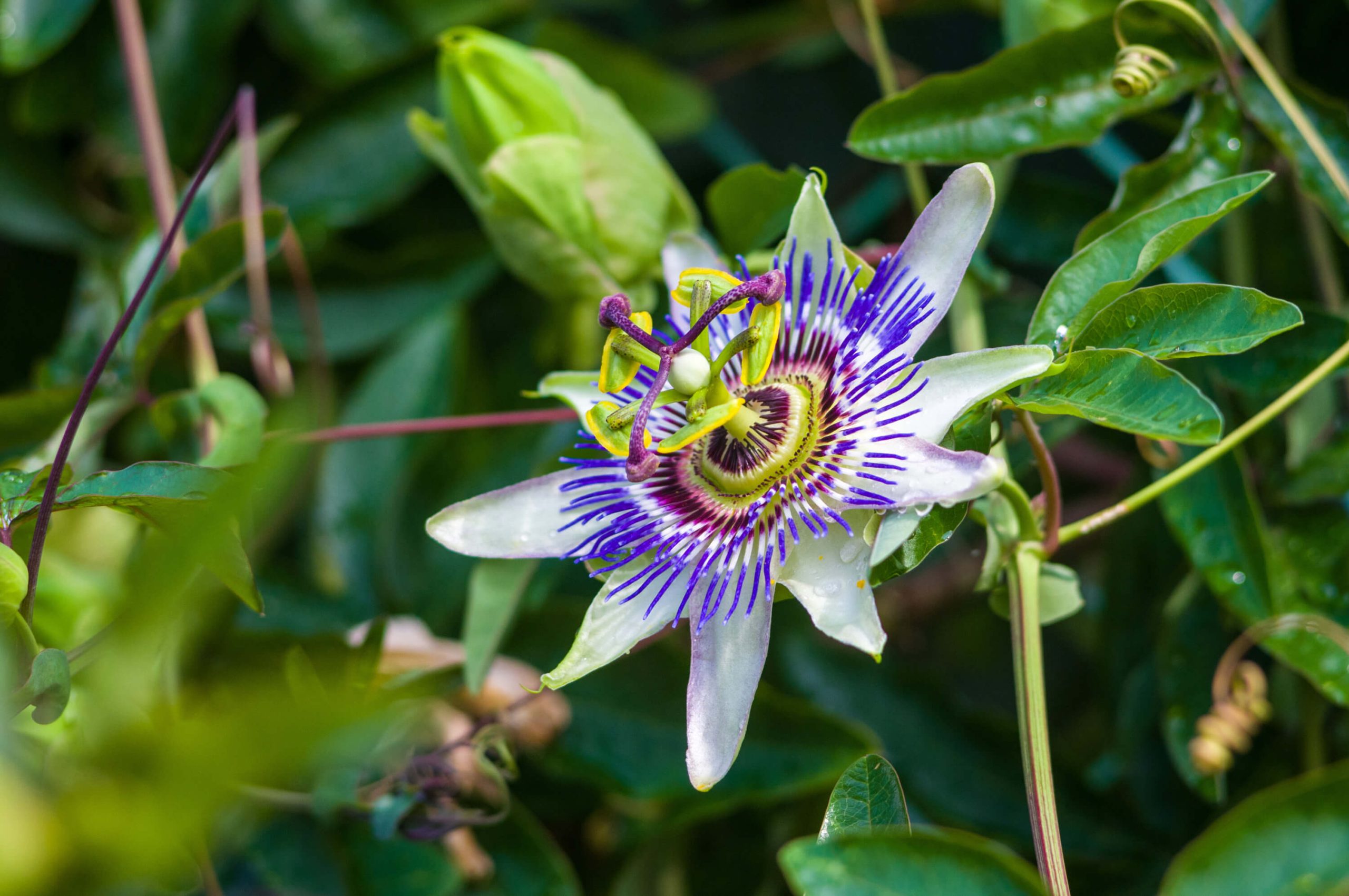 passiflora scaled