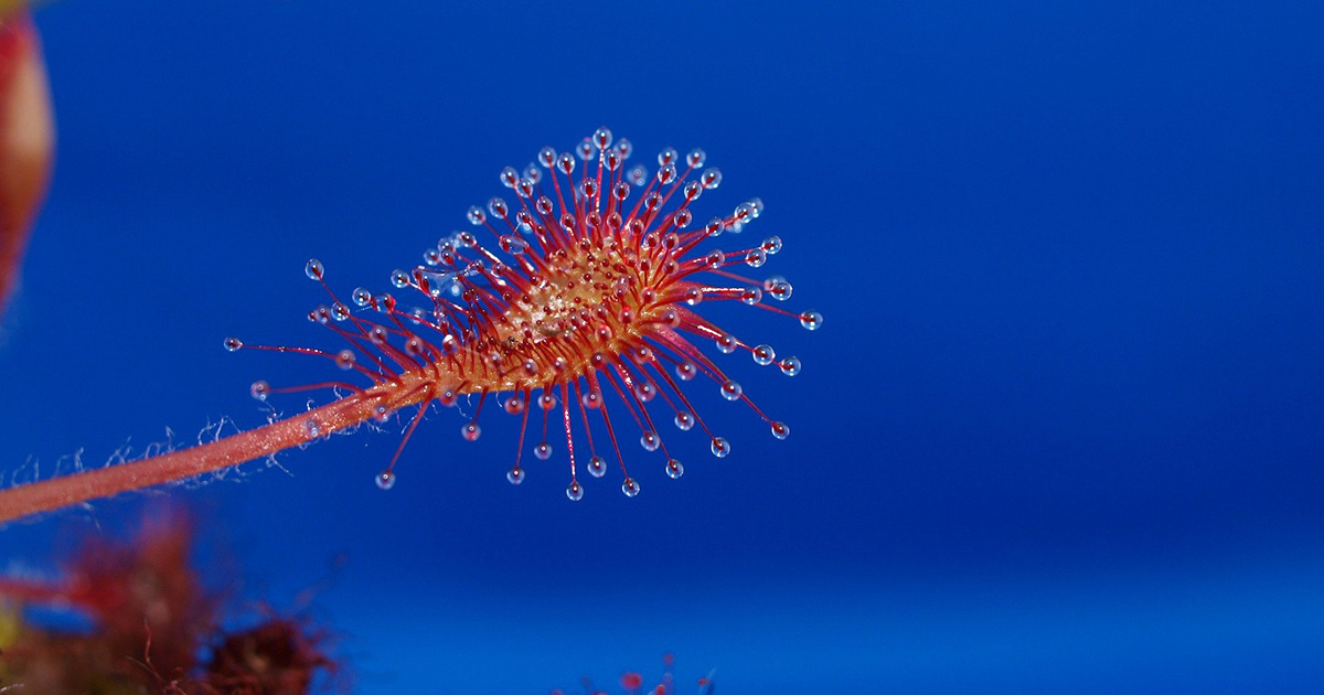 Drosera rimedio naturale per la tosse secca – FB