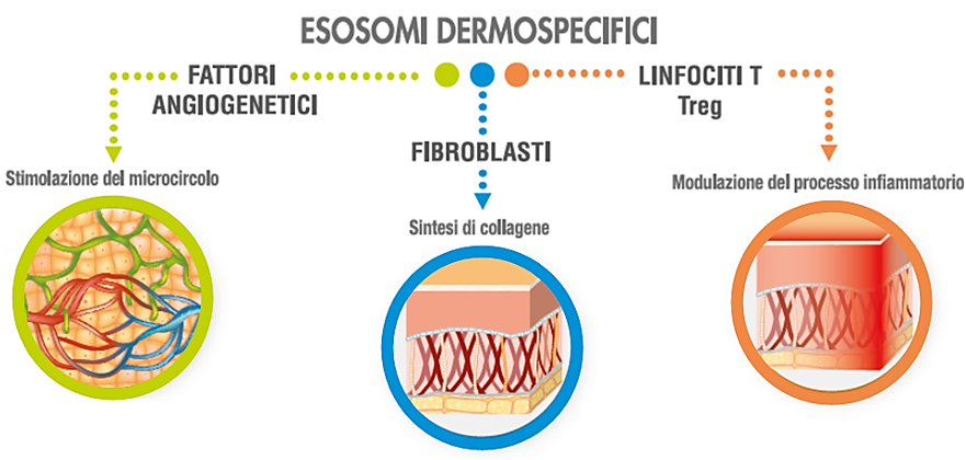 Esosomi dermospecifici