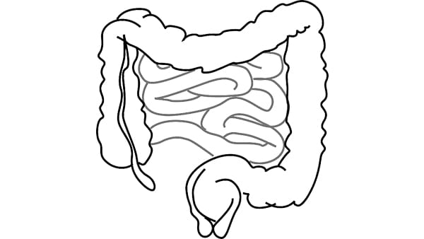 MICROBIOTA - intestino