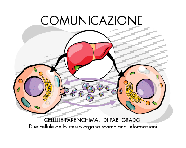 Esosomi - il dialogo tra le cellule