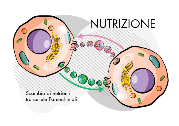 Esosomi - nutrizione