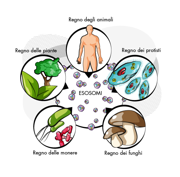 Esosomi - i 5 regni
