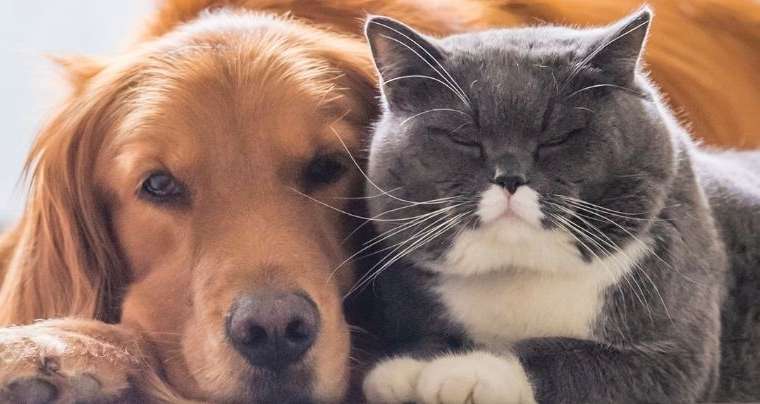 Stress nel cane e nel gatto, cause e rimedi