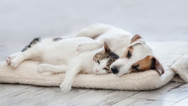stress nel cane e nel gatto - ansia