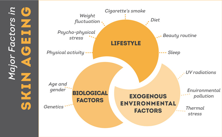 major factors in skin aging 2